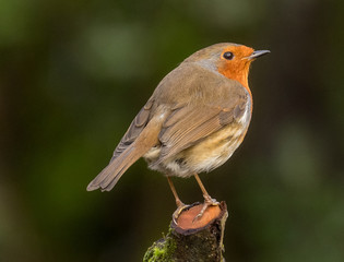 Robin Redbreast