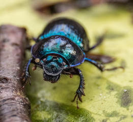 Dor Beetle (Dung Beetle) Ireland