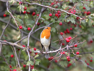 The European Robin sits on a hawthorn bush surrounded by bright red berries. Taken on a blurry beige background closeup