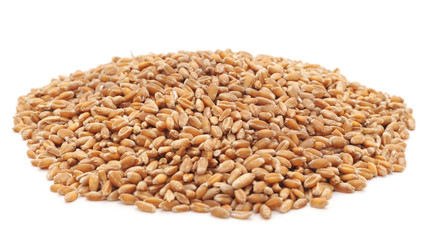 Handful brown grain.