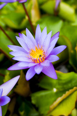 Bee at work. Close-up shot of one bee on a purple lotus flower floating on a pond. 