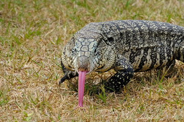 Argentine Black and White Giant Tegu, Tupinambis Merianae or Salvator Merianae, in Uruguay