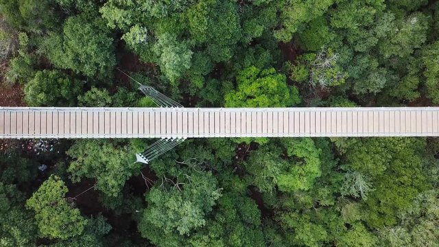 Suspension bridge surrounded by lush green forest - Aerial view
