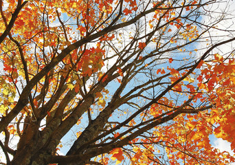 This image shows an autumn view