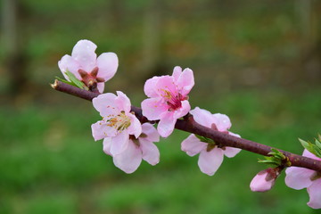 Pfirsichblüten, blühender Pfirsich, Prunus persica