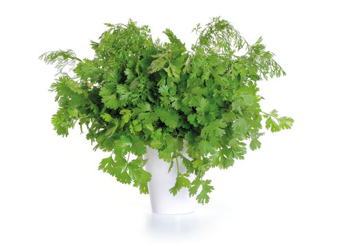 Bunch of green coriander on a white background.