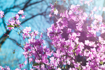 Violet Rhododendron blossom on blue sky background