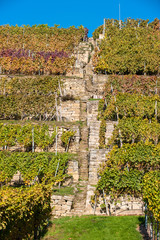 Weinberge bei Neckarwestheim