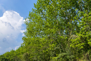 Green tree branches in sunny day with blue sky in Guatemala.
