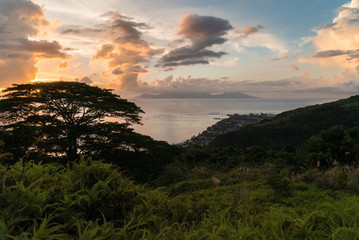 The vegetation with the beginning of sunset on an island