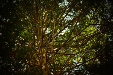 Tree branches