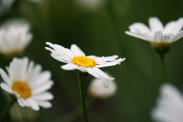 White Daisy Flowers