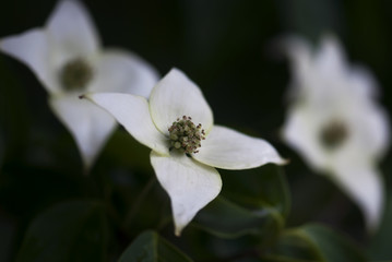 White Dogwood Blossom