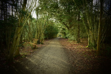 Fototapeta na wymiar Woodland path trees arches