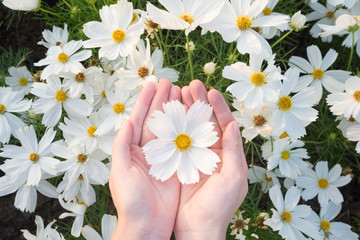 White cosmos flower in woman hand gently over fresh flower bush garden background with warm morning...