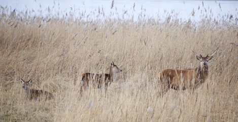 Naklejka premium male red deer protect young in oostvaarders plassen near lelystad in the netherlands