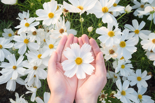 White cosmos flower in woman hand gently over fresh flower bush garden background with warm morning sunlight in spring or summer, pure white clean natural healthy concept for product or health promote