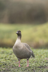 Pink footed goose_000000899424_14