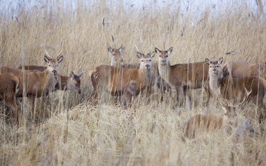 female red deer hide in reed on winter day in dutch nature park oostvaarders plassen near Lelystad on flevoland