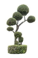 Fototapeta na wymiar Tree isolated from white background, gardening arrangement concept, gardening