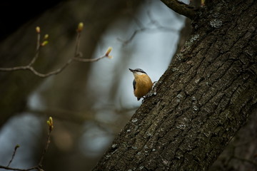 Sitta europaea. Expanded throughout Europe. The wild nature of the Czech Republic. Bird on the tree. Spring. From bird life. Free nature.