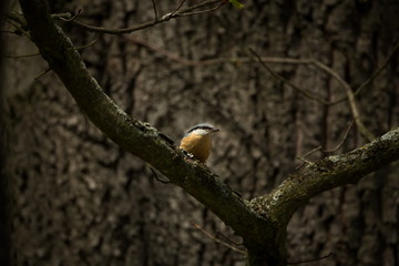 Sitta europaea. Expanded throughout Europe. The wild nature of the Czech Republic. Bird on the tree. Spring. From bird life. Free nature.