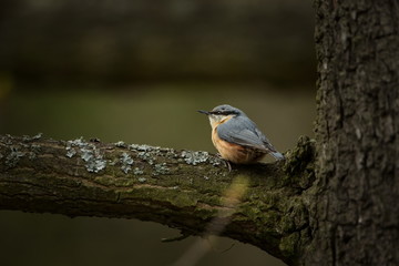 Sitta europaea. Expanded throughout Europe. The wild nature of the Czech Republic. Bird on the tree. Spring. From bird life. Free nature.