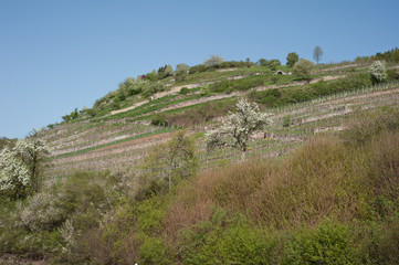 Weinberge bei Sachsenheim-Hohenhaslach