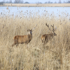 male red deer protect young in oostvaarders plassen near lelystad in the netherlands