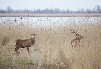 male red deer protect young in oostvaarders plassen near lelystad in the netherlands