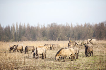 Fototapeta na wymiar herd of konik horses in nature park oostvaarders plassen in the netherlands near lelystad