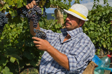 cutting the grapes during the harvesting time