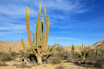 A woman demonstrates the incredible height of the large Elephant Cardon cactus or cactus...
