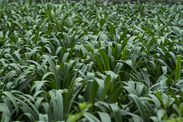 Textura de Agapandos 