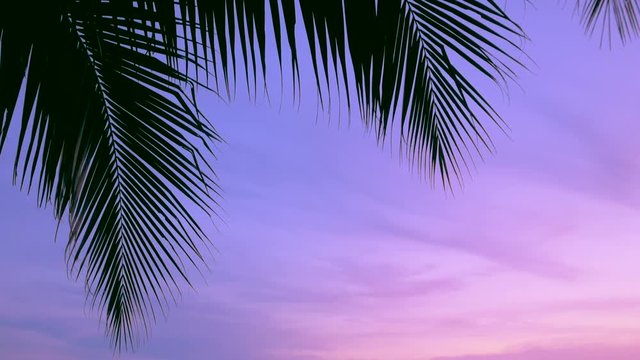 Palms and sunset sky, tropical sunset with cicadas sound, 3 shots