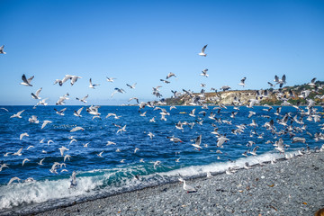 Seagulls on Kaikoura beach, New Zealand