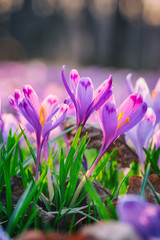 Tender violet crocus or Geyfel saffron in a wild, first spring flowers against the forest background, vertical image