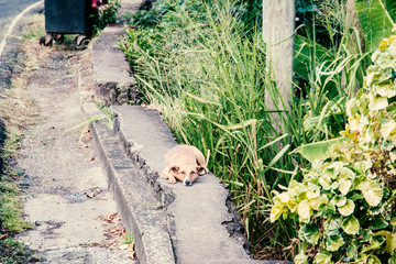 Straßenhund in der Karibik