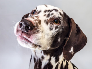 Portrait of curious Dalmatian on a light gray background