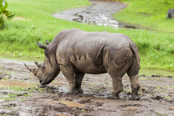 Obraz premium White rhinoceros (Ceratotherium simum) in captivity Guatemala, cetral America.