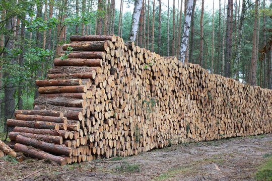 pile of wooden logs in forest