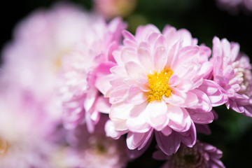 Close up of pink flower .Floral background.Selective focus.