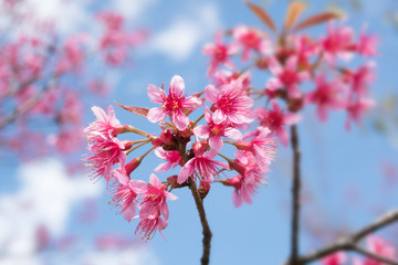 Pink cherry blossom flower (Sakura) over blue sky