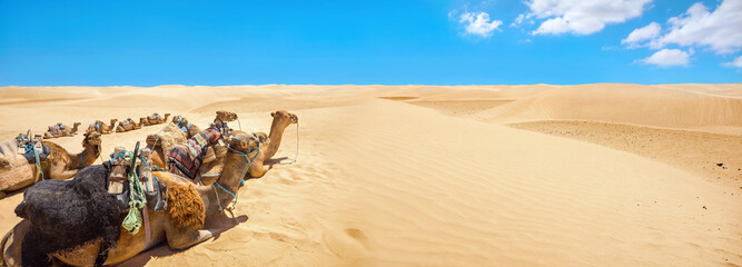 Camels are resting during break time, waiting of tourists. Sahara desert. Tunisia, North Africa - obrazy, fototapety, plakaty