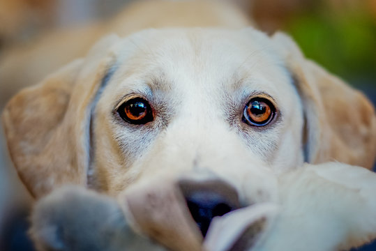 Yellow Lab Puppy