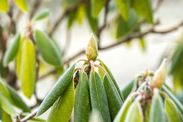  Closed flower bud in winter season