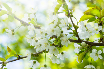 obstbaumblüten im frühling
