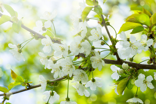 obstbaumbl&uuml;ten im fr&uuml;hling