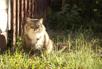 A main coon cat on the backyard