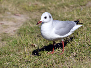 Closeup Black-headed Gull (Larus ridibundus) on grass in Arcachon Bay in France